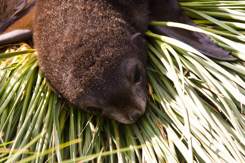 Antarctic Fur Seal